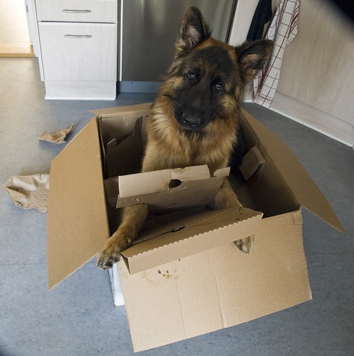 Tips For Moving With Pets
